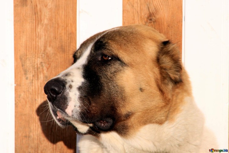 Тигровый алабай