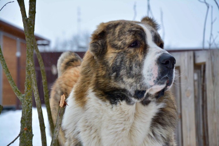 Алабай Гоша Нефтеюганск