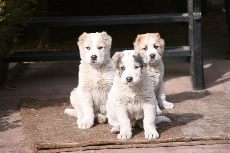 Немецкий алабай фото