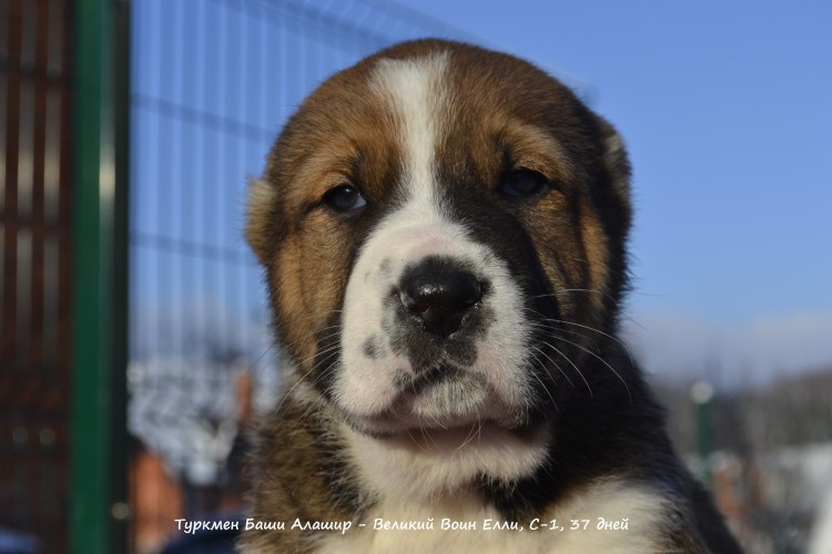 Туркмен Баши Алашир
