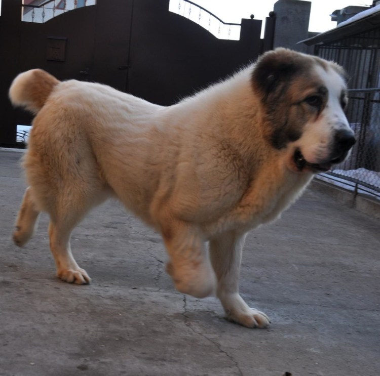 Алабай с ушами