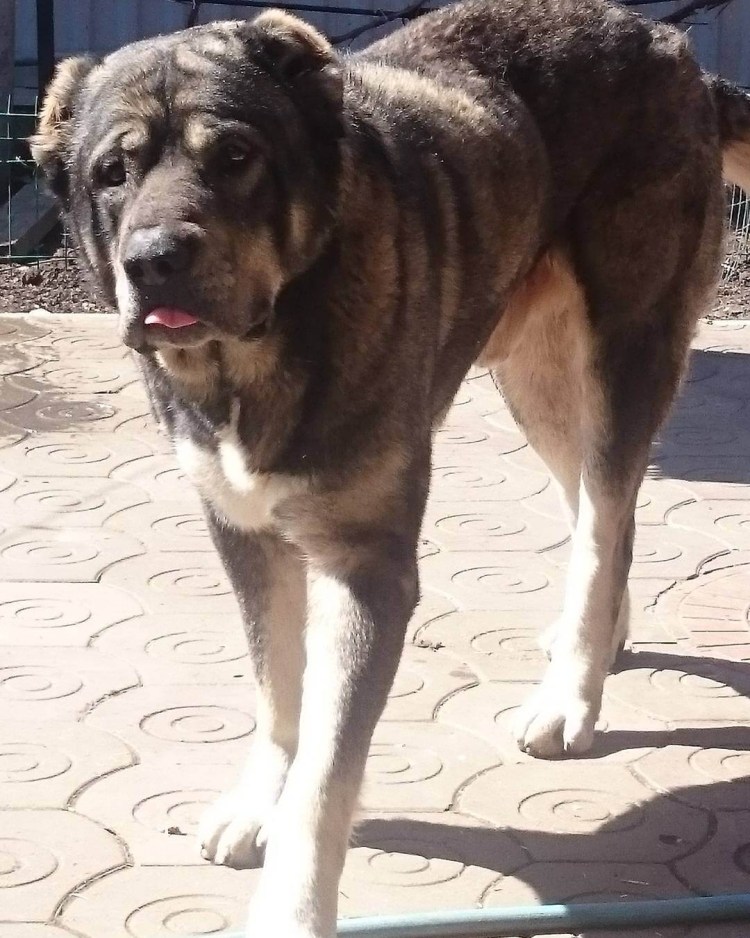 Алабай лапы