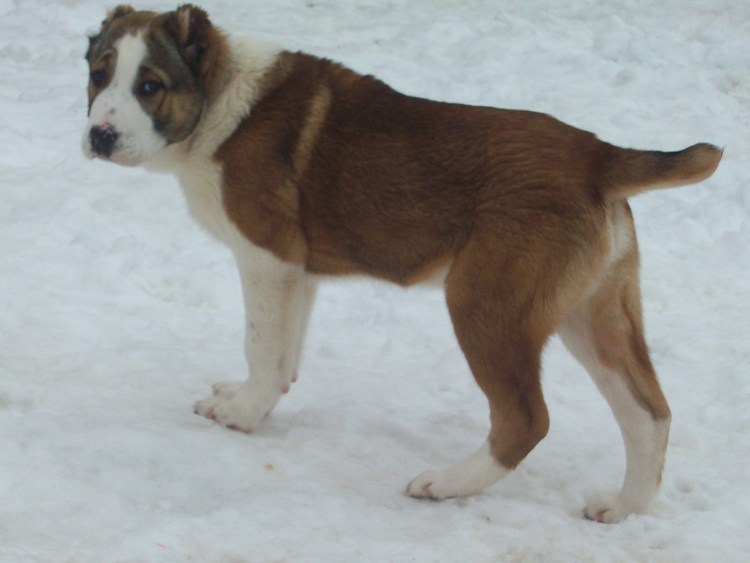 Среднеазиатская овчарка алабай коричневая