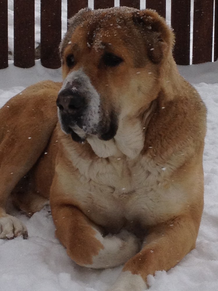 Американский алабай коричневый