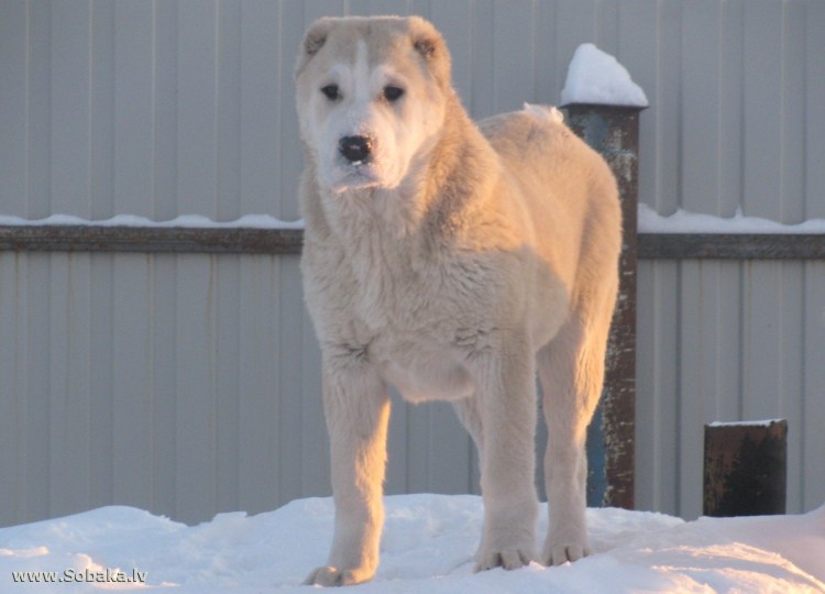 Породы сторожевых собак для частного дома с фотографиями