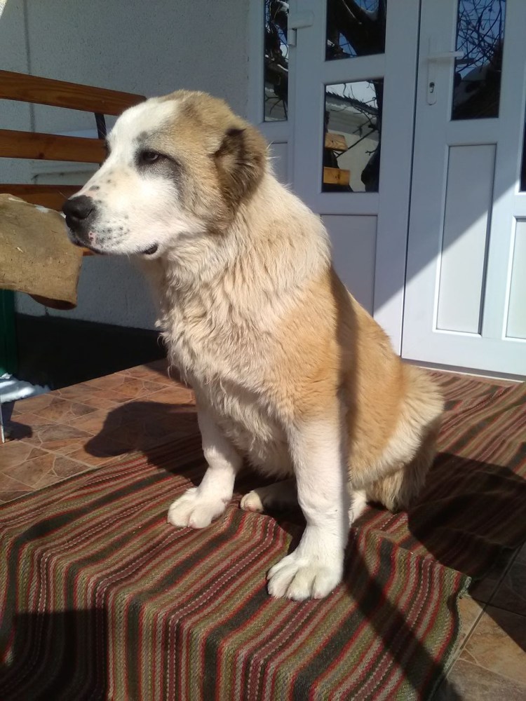 Алабай щенок коричневый