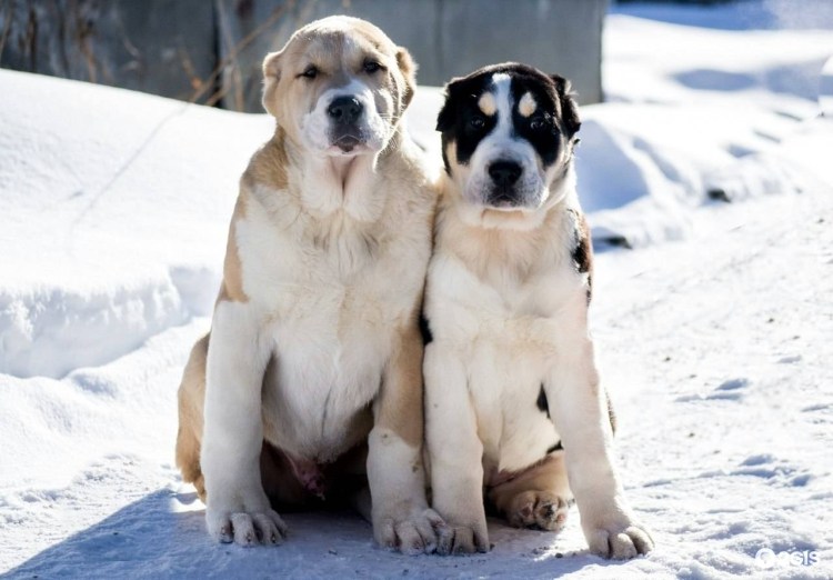 Среднеазиатская овчарка коричневого окраса