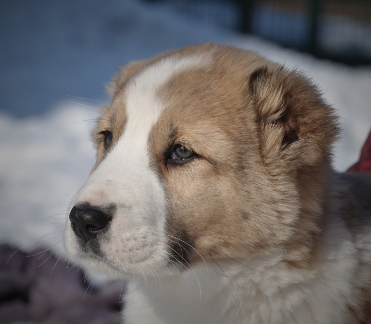 Туркмен Баши Алашир