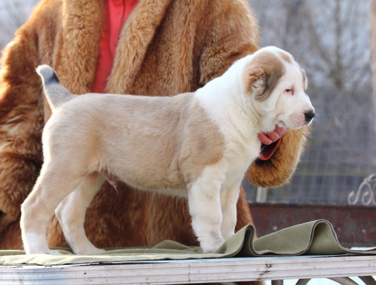 Монгольский алабай