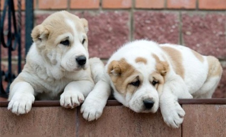 Среднеазиатская овчарка приют