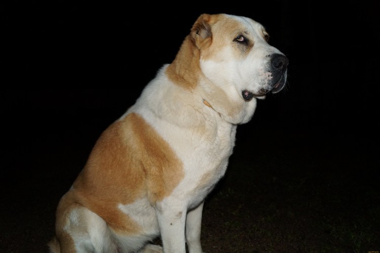 Тигровая Среднеазиатская овчарка