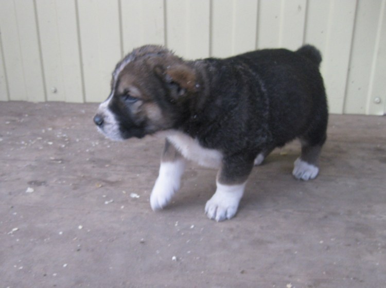 Алабай коричневый