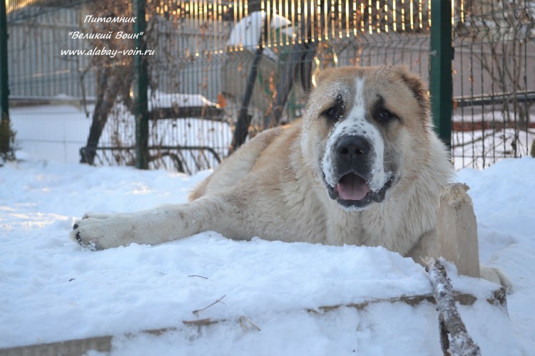 Немецкий алабай