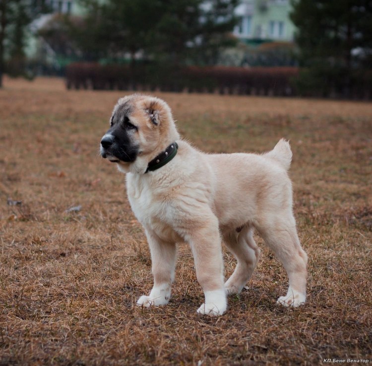 Среднеазиатская овчарка рыжая