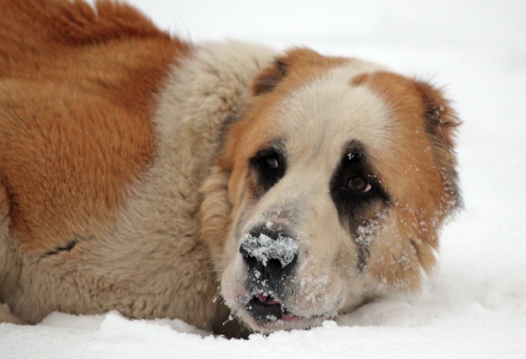 Алабай пестрый