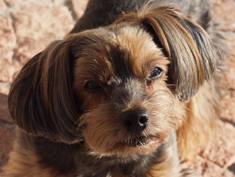 Йоркширский терьер с висячими у