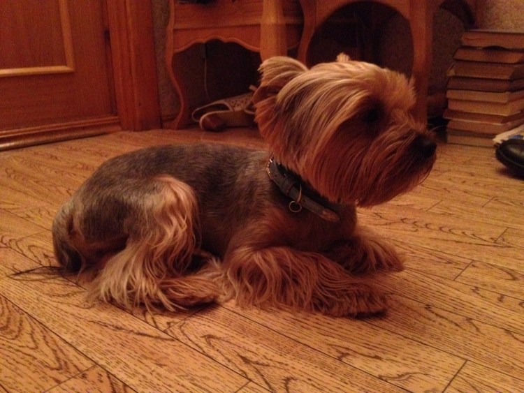 Стрижка Йорка мальчика с висячими ушами