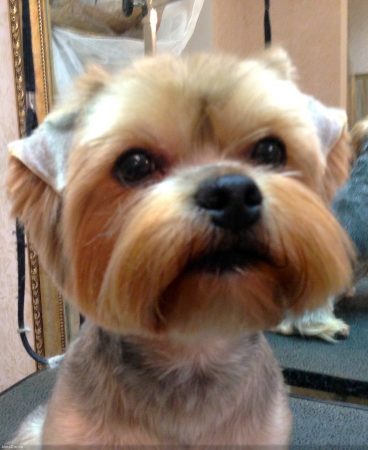 Вислоухий Йорк стрижки