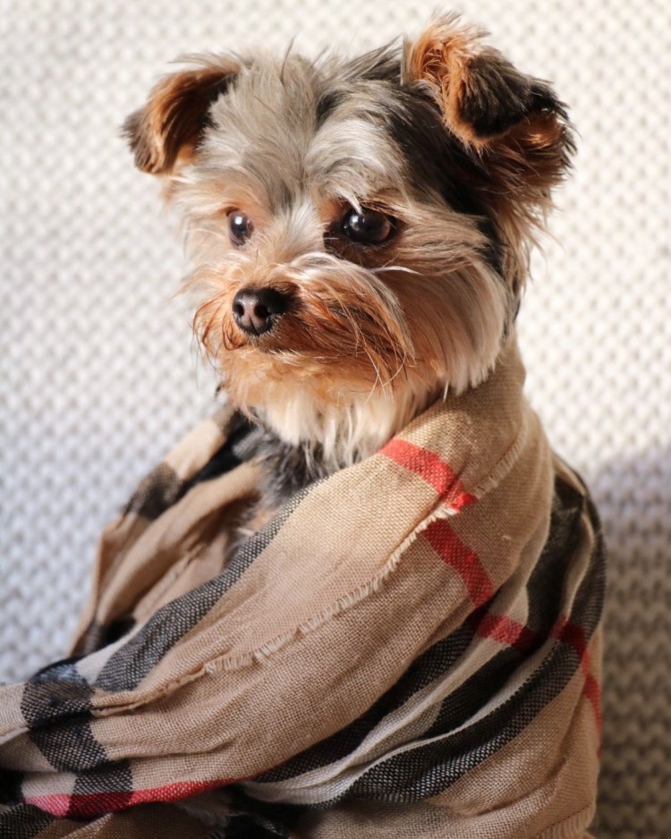 Дом для Йорка