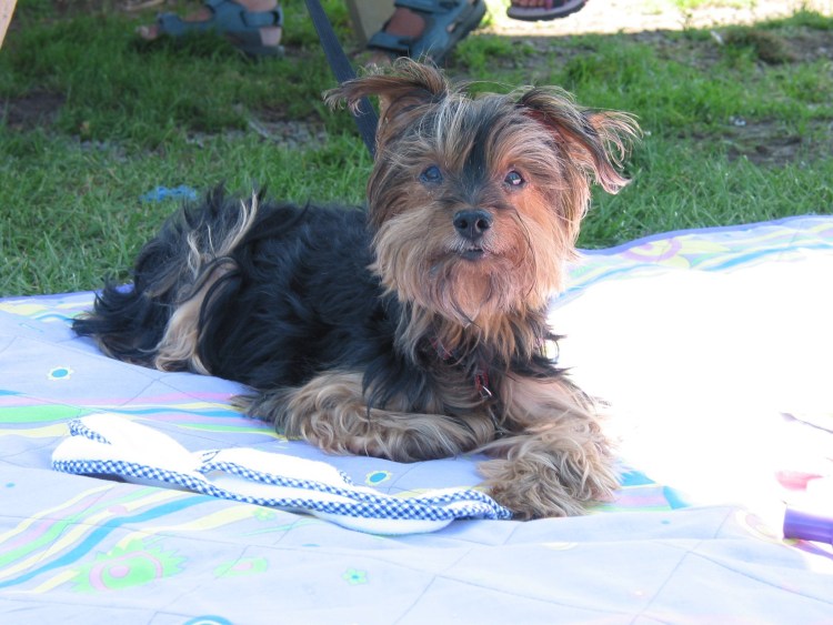 Йорк короткошерстный