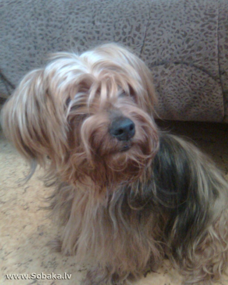 Стрижка Йорка с висячими ушами