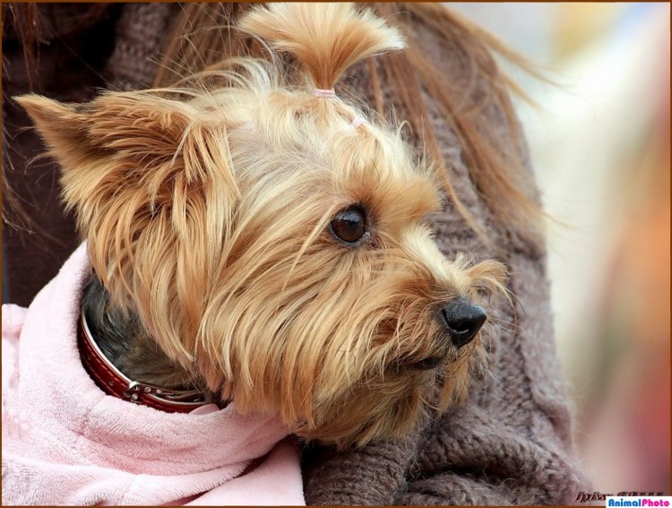 Стрижка Йорка с висячими ушами