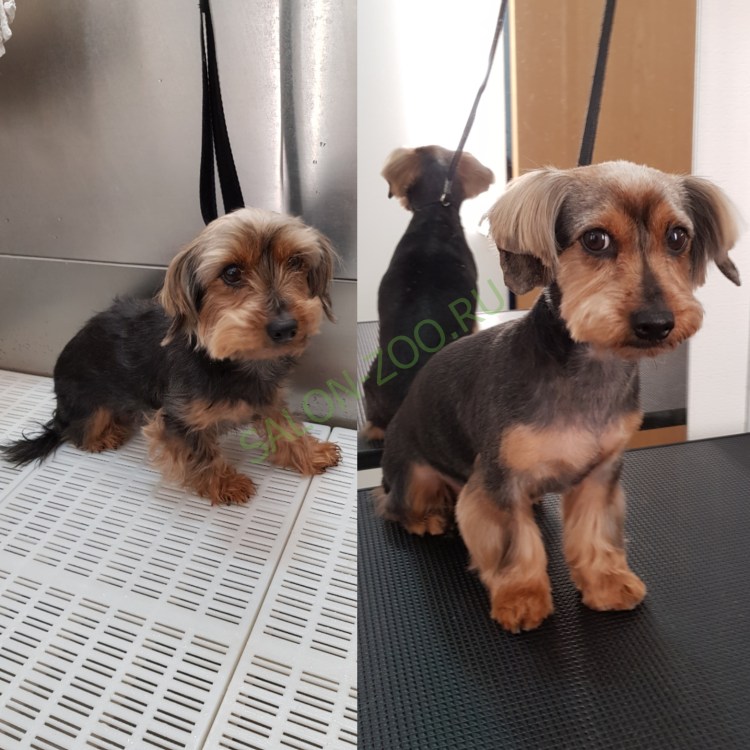 Йоркширский терьер Беар