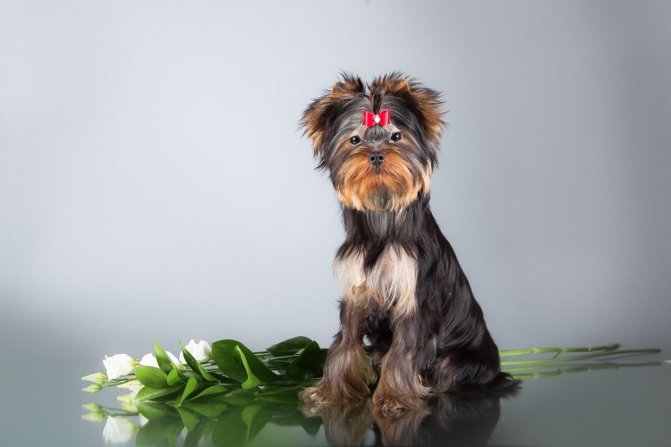 Йоркширский терьер Ричи