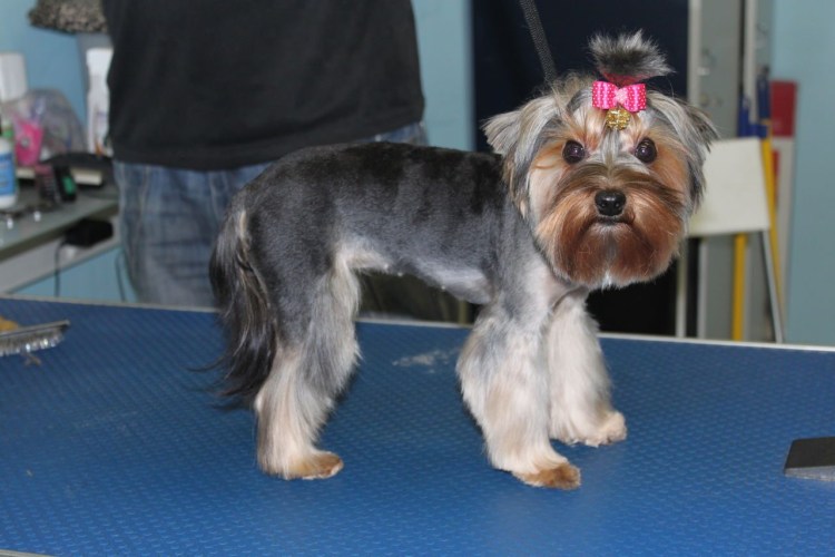 Стрижка Йорка с висячими ушами