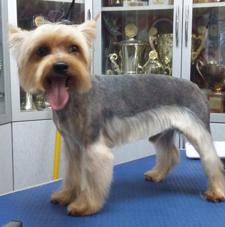 Йорки с висячими ушками