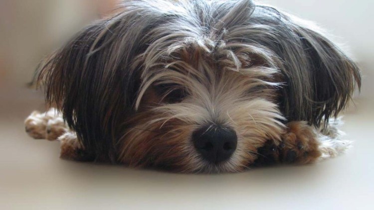 Йоркширский терьер стрижка для выставки