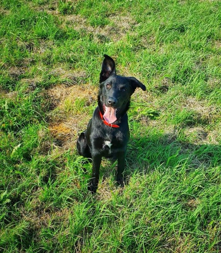 Метис добермана и Восточно европейской