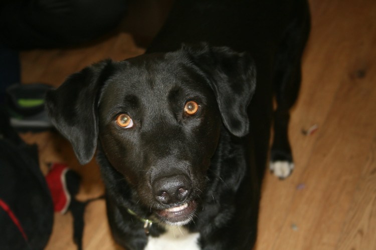 Метис добермана и пинчера