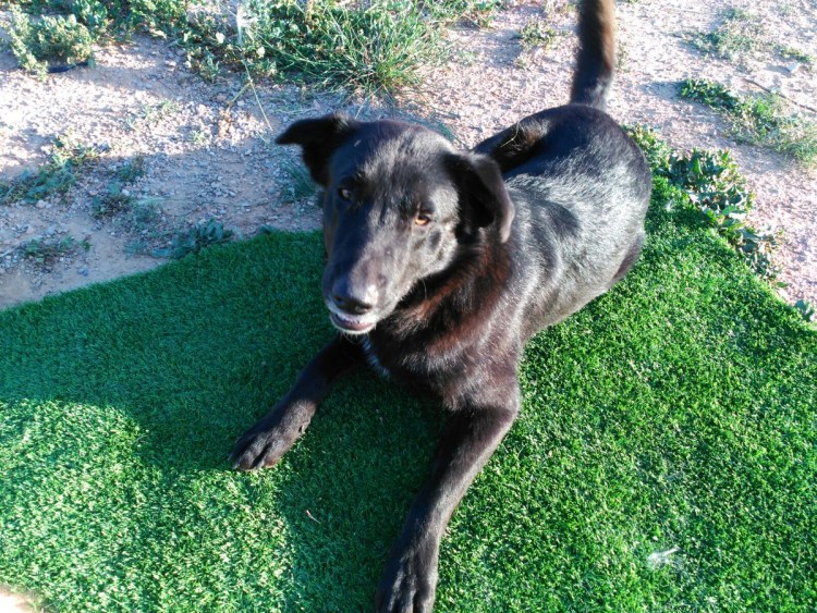 Смесь добермана и ротвейлера