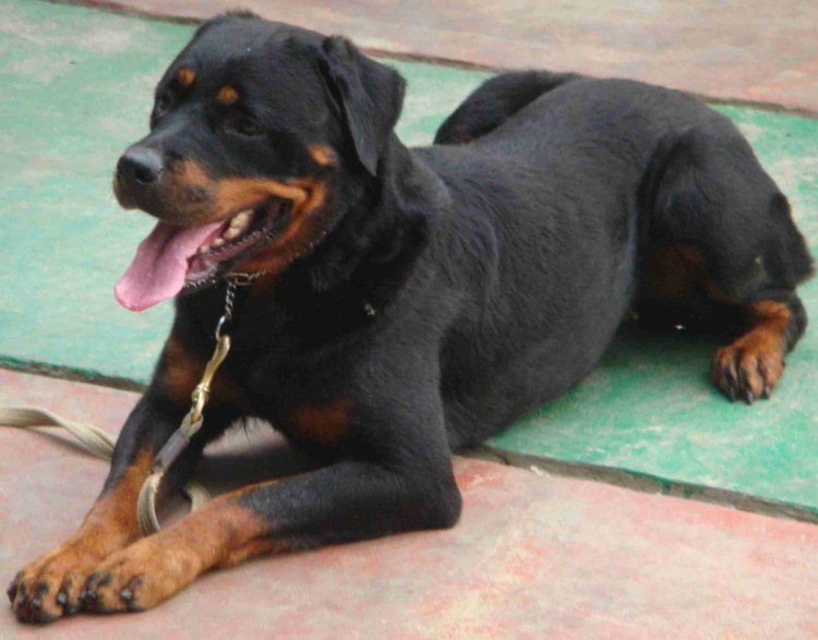 Лабрадор ретривер и Доберман