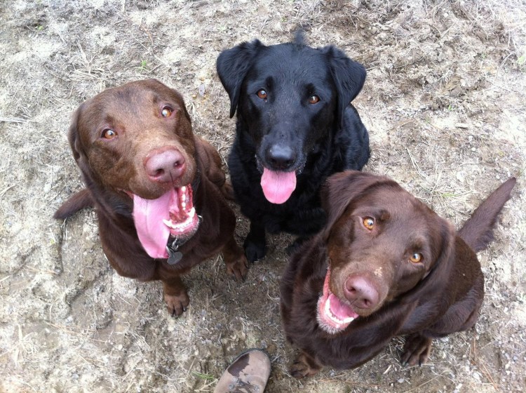 Метис алабая и лабрадора