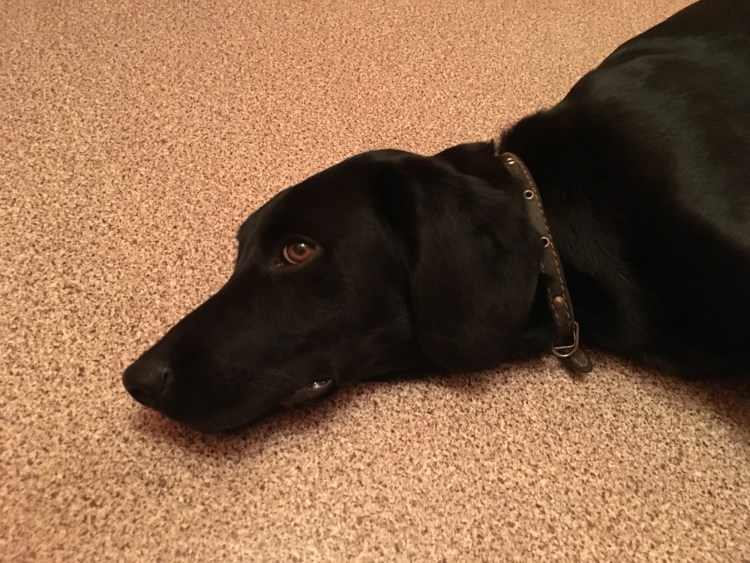 Доберман и лабрадор