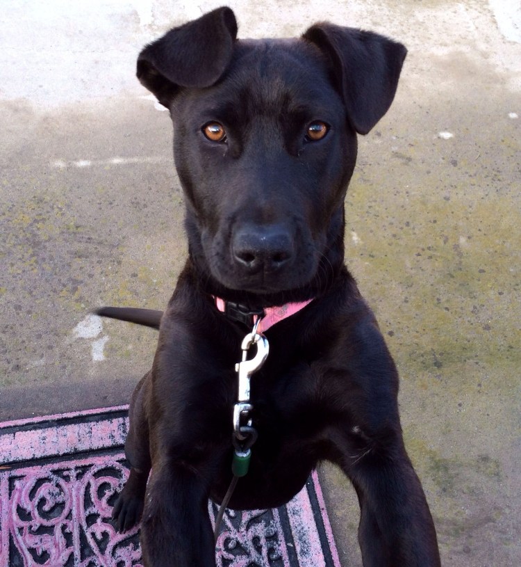 Метис лабрадора и шнауцера