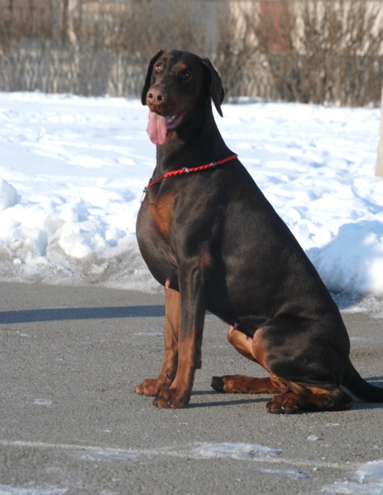Питбуль и лабрадор метис