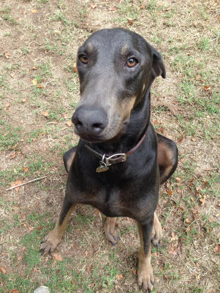 Лабрадор ретривер метис датского дога.