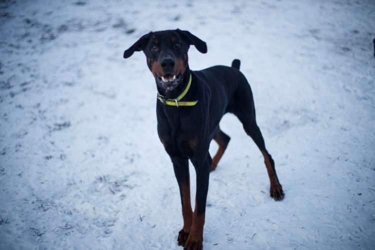 Метис лабрадора и добермана