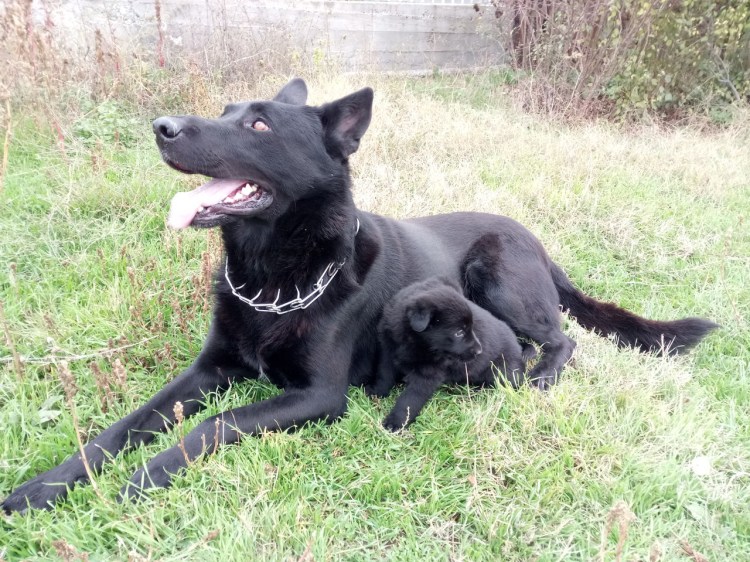 Доберман и лабрадор