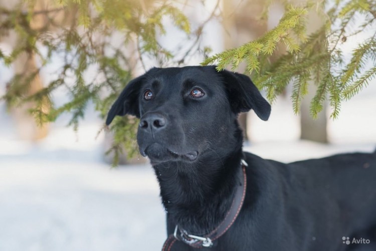 Метис добермана и пинчера