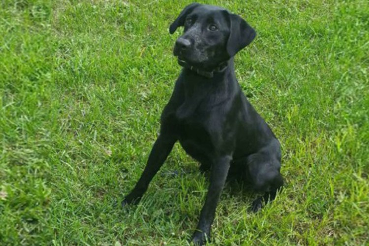 Доберман ПЭТ