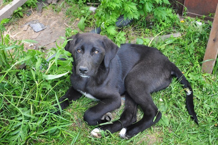 Лабрадор 60 кг