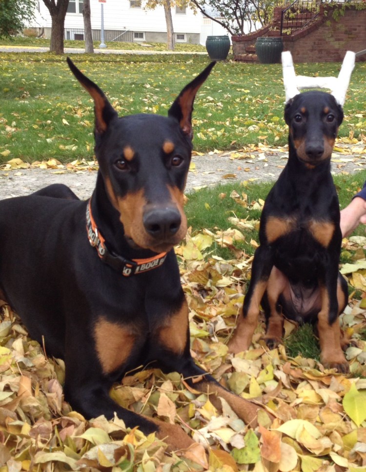 Метис добермана и лабрадора ретривера