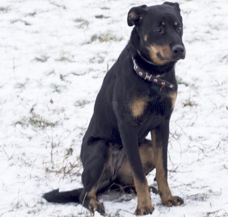 Помесь добермана и лабрадора