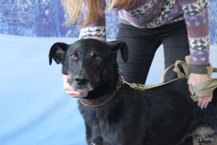 Метис ротвейлера и лабрадора