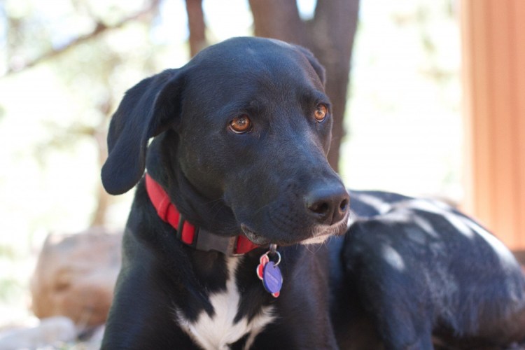 Метис добермана и пинчера