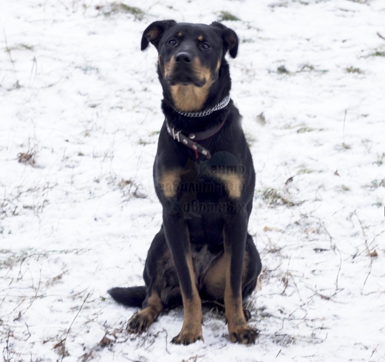 Метис дога и лабрадора